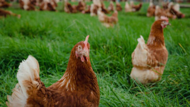 Photo of THE CAGE-FREE MOVEMENT CONTINUES